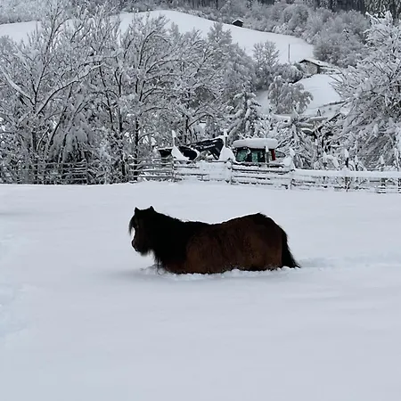 Familie Alt Rinn, Innsbruck