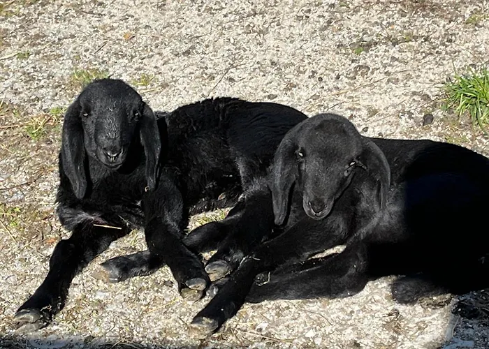 Daire Familie Alt Rinn, Innsbruck